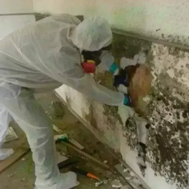 Mold Remediation and Removal in Marlborough, MA